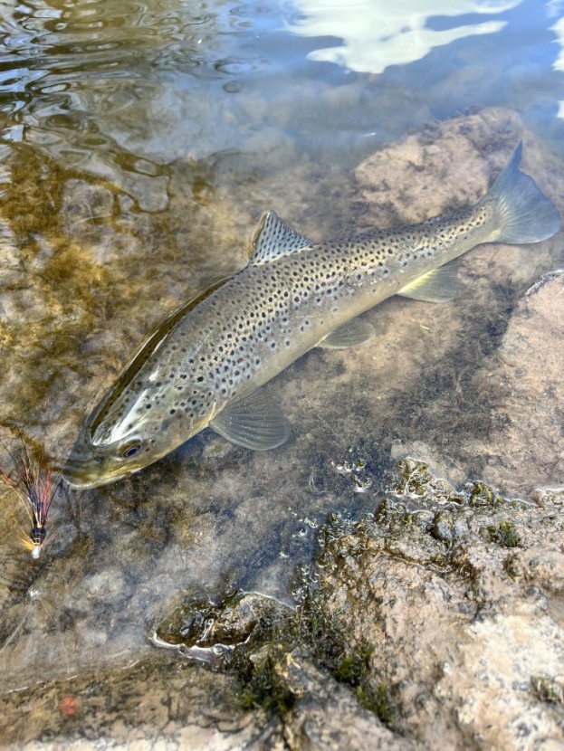 Symonds Yat trout - KM from Oxford
